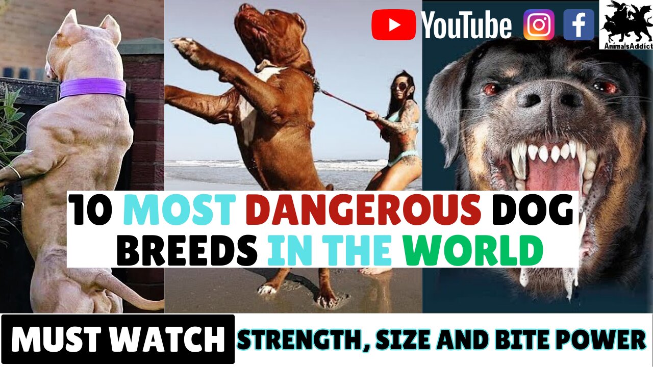 Top 10 Most Dangerous Dog Breeds In 2023 You Must Know | Top 10 Most Dangerous Dogs Ever |