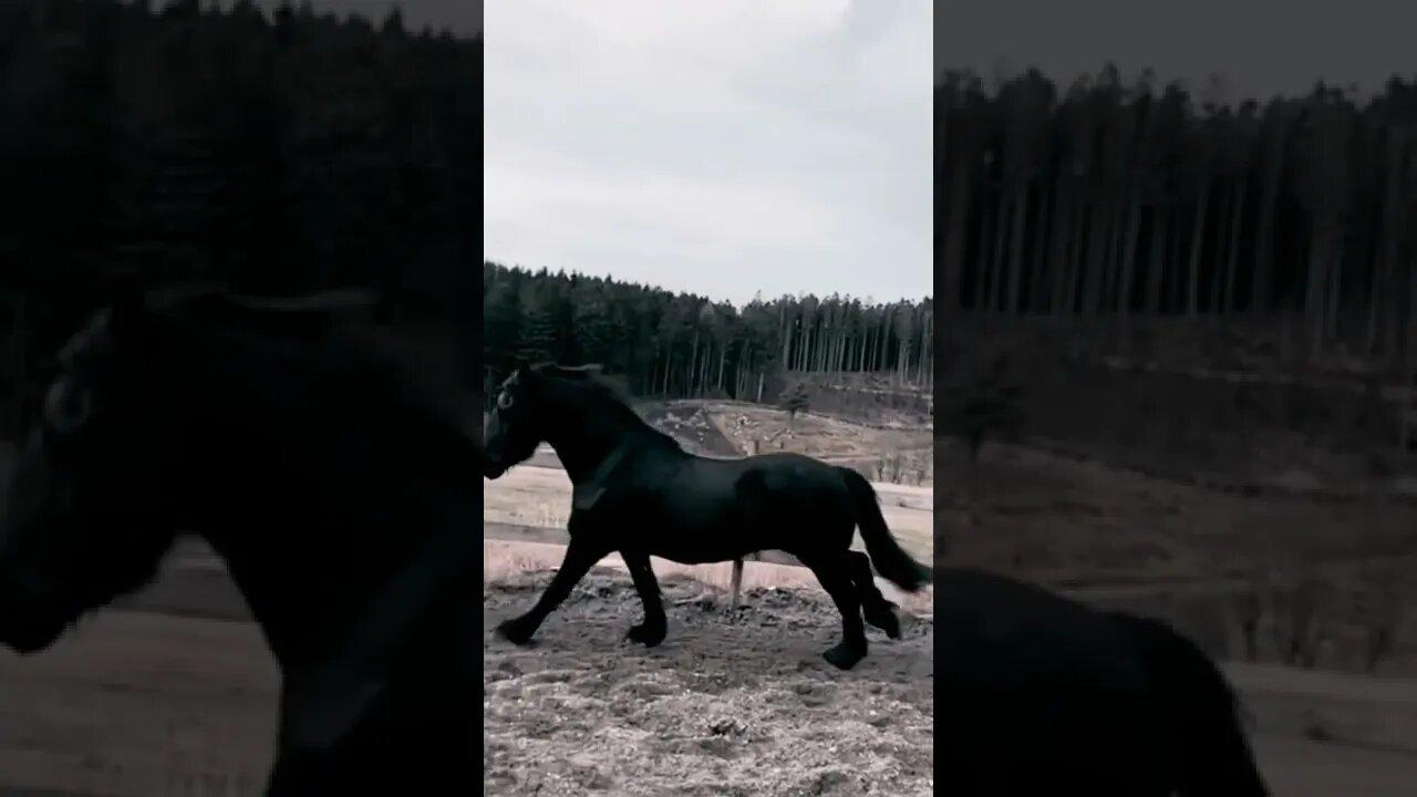 horse