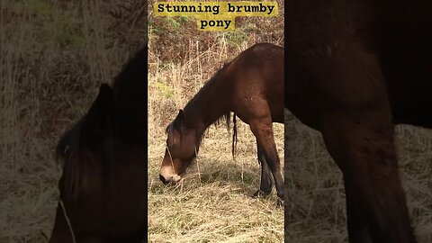 Stunning brumby pony grazes winter grass