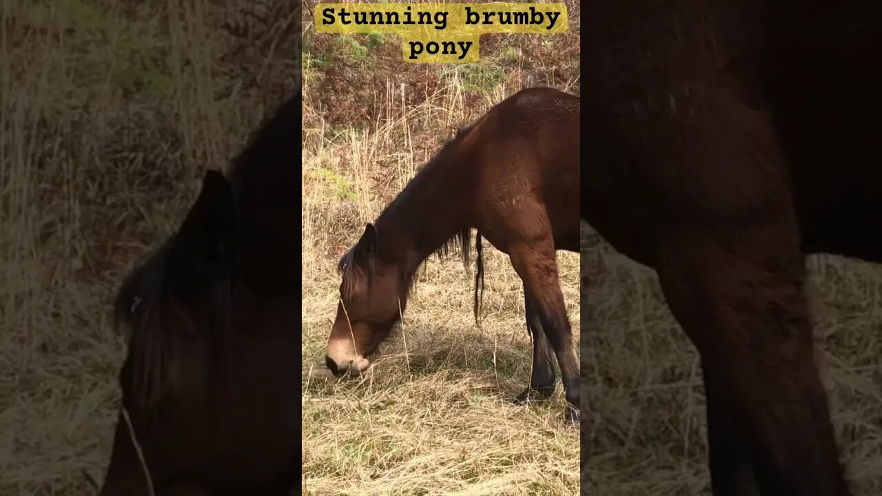 Stunning brumby pony grazes winter grass