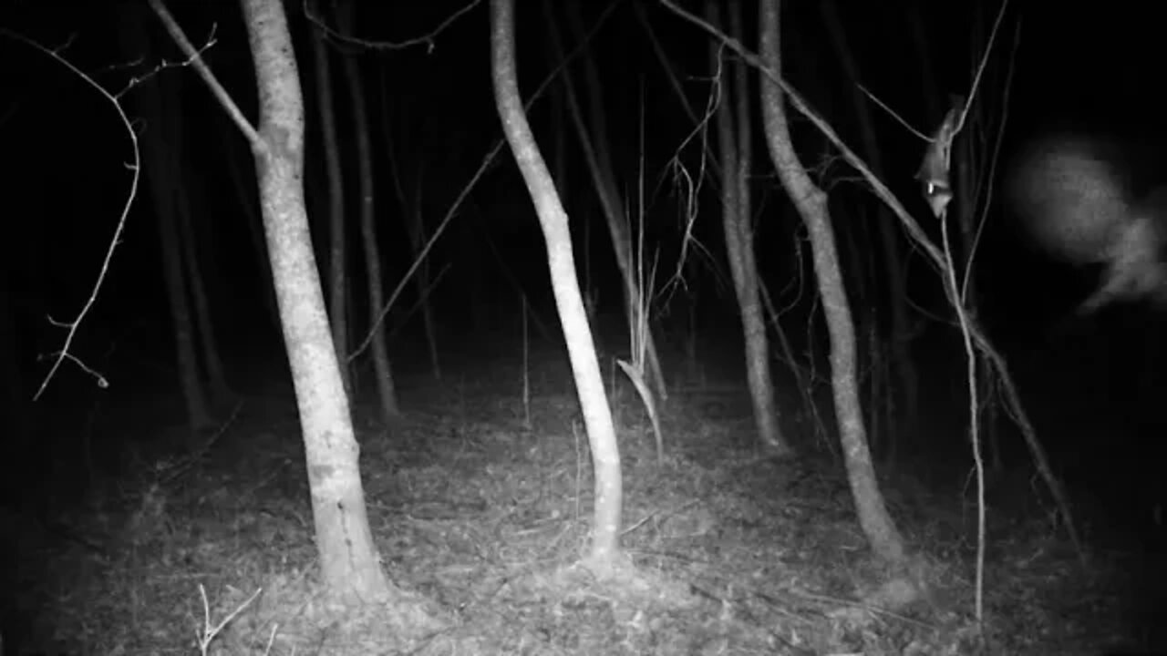 Who who, a Owl on my trail cam 2