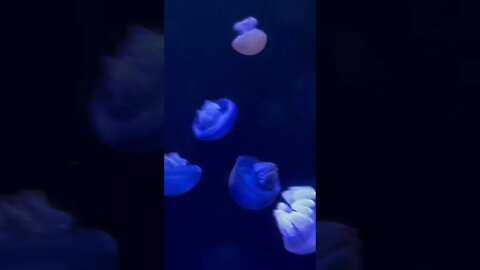 Exquisite Blubber Jellies at Florida Aquarium in Tampa