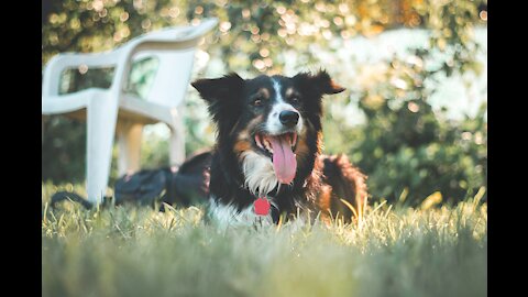 Dogs funniest animals - Video funny animals