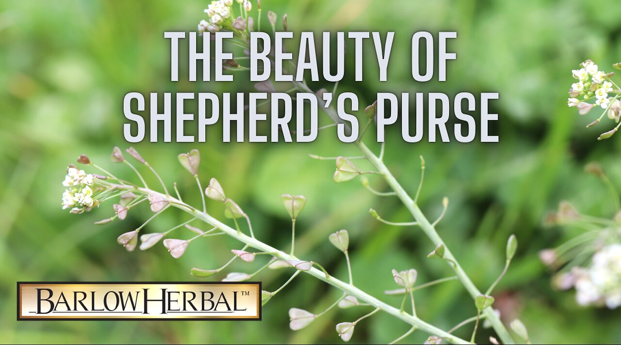 The Health Benefits of Shepherd's Purse