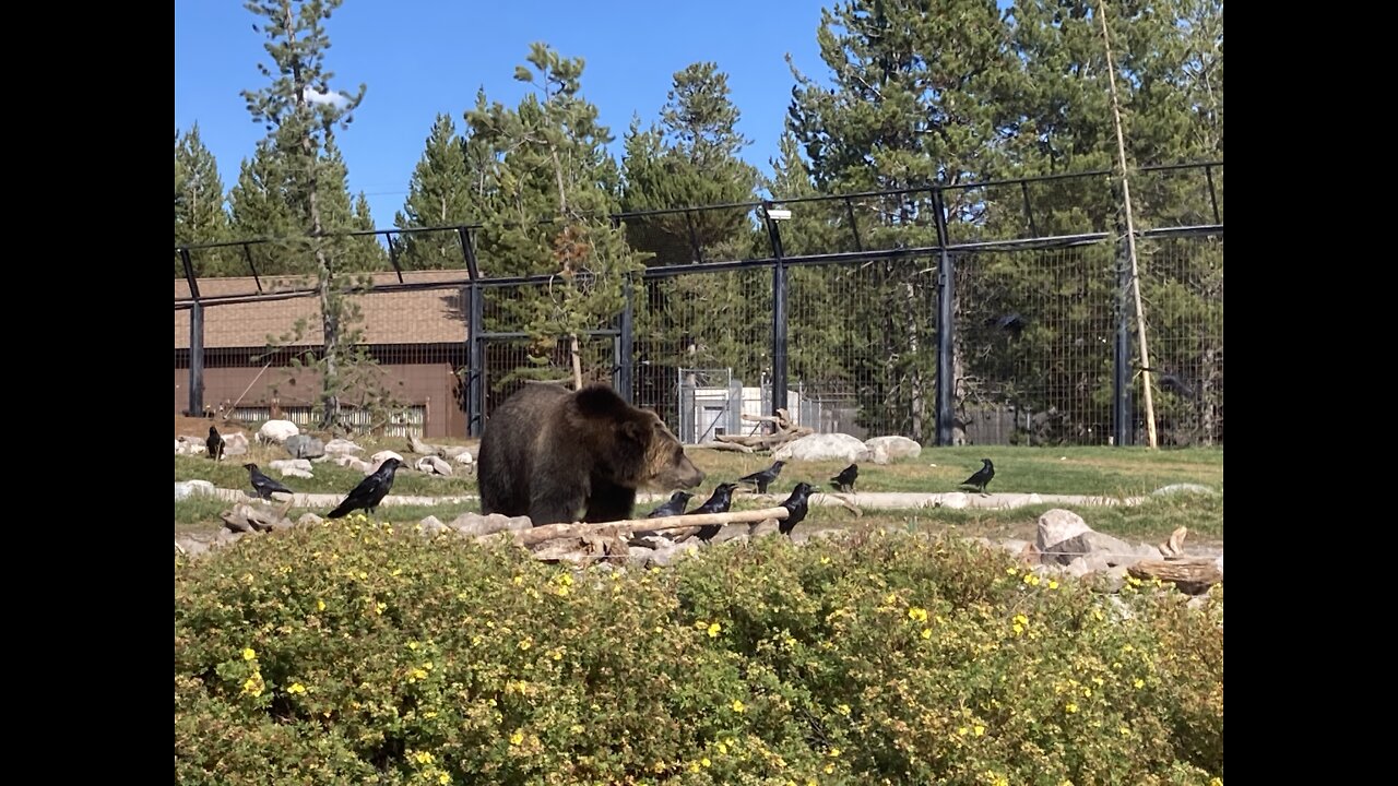 Grizzly and Wolf Discovery Center