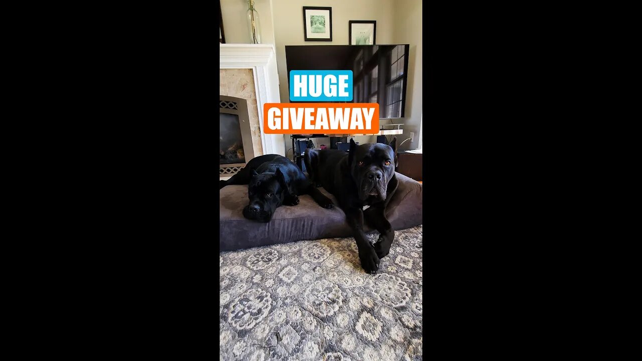 GIVEAWAY Orthopedic Dog Bed! #shorts #viral #giveaway