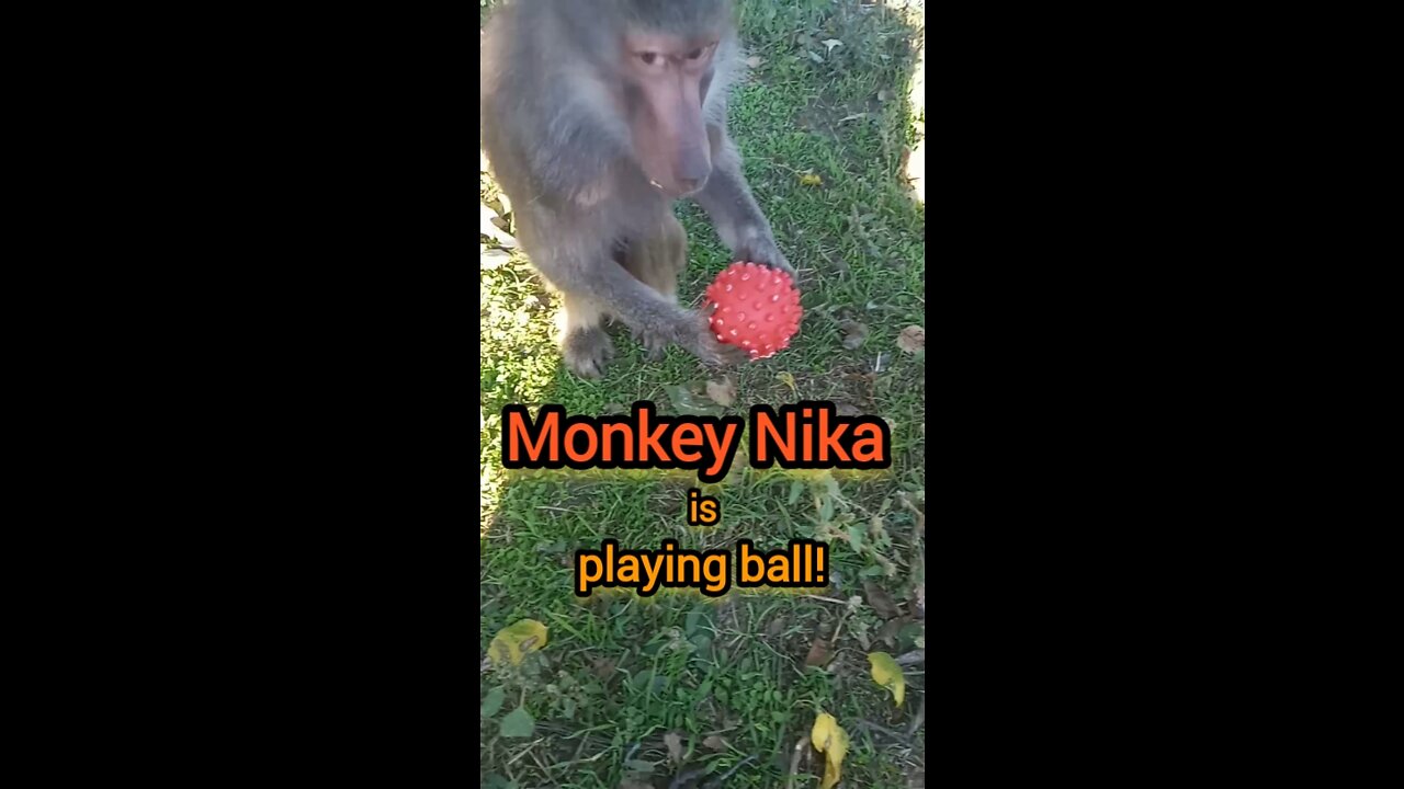 Monkey Nika is playing ball!