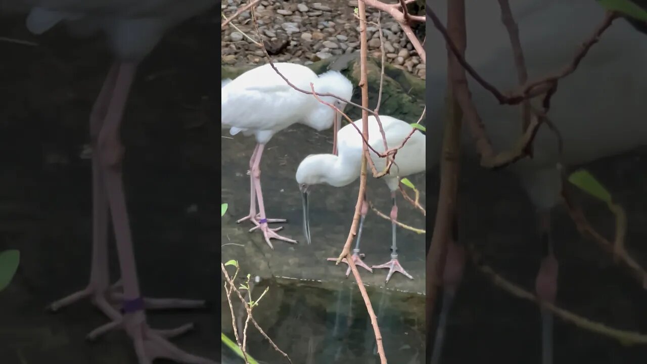 Bird Sanctuary #shorts #africa #zoo #birds #calgary