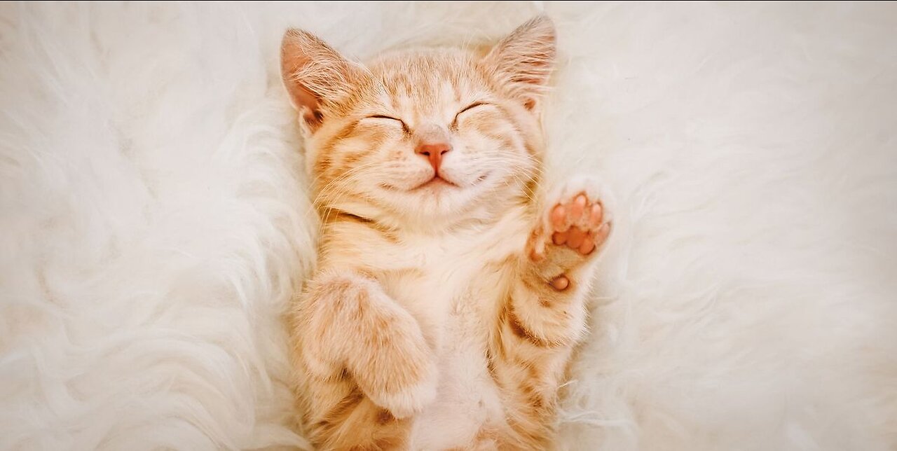 Funny video (Cats)