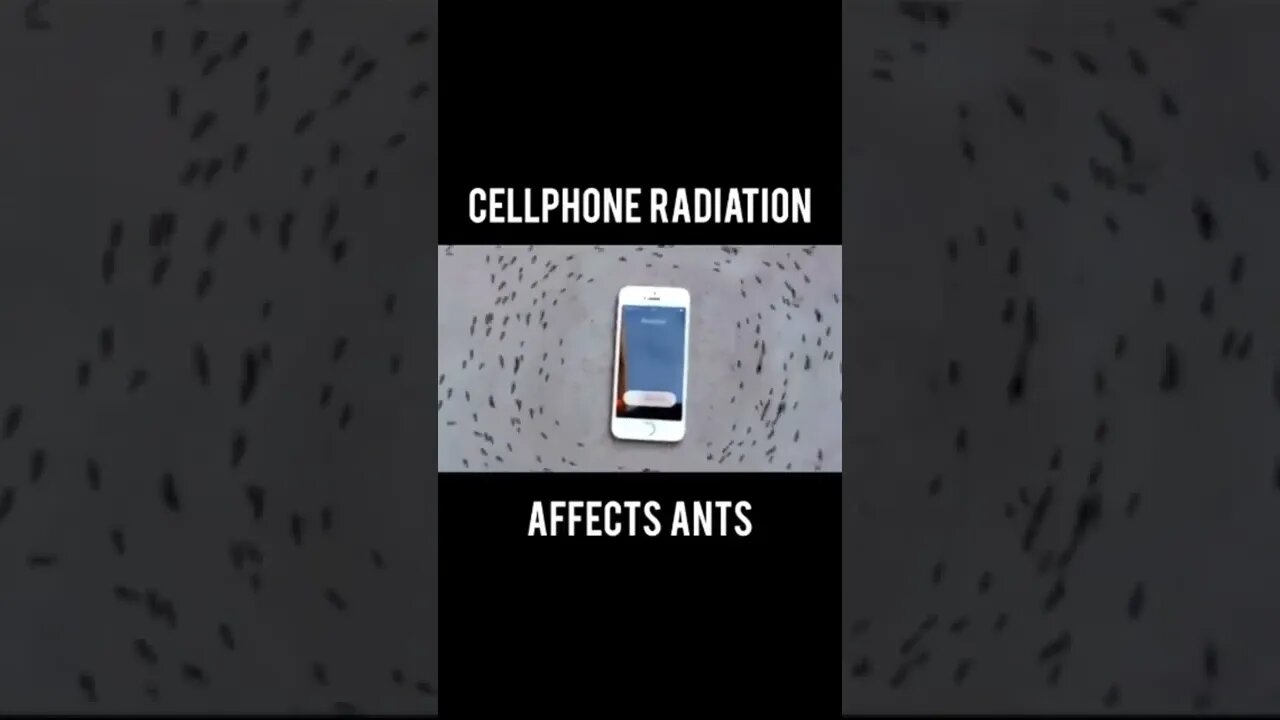 Cell Phone Radiation