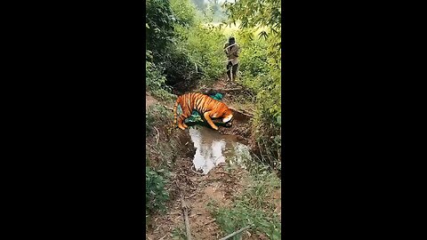 catching tiger