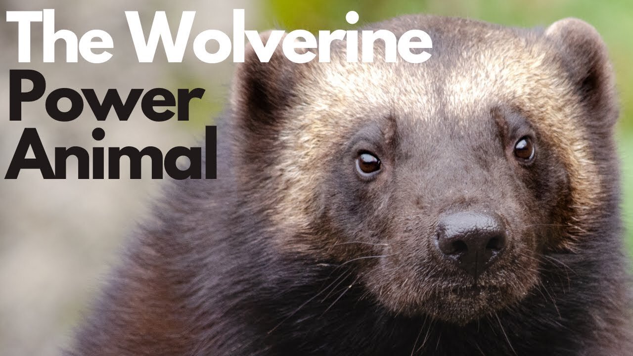 The Wolverine Power Animal