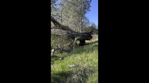 Oak That Just Fell