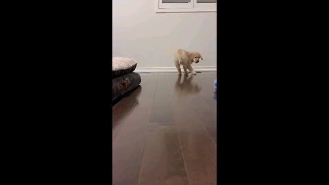 So so cute puppy ❤️❤️❤️🥰🥰🥰🥰