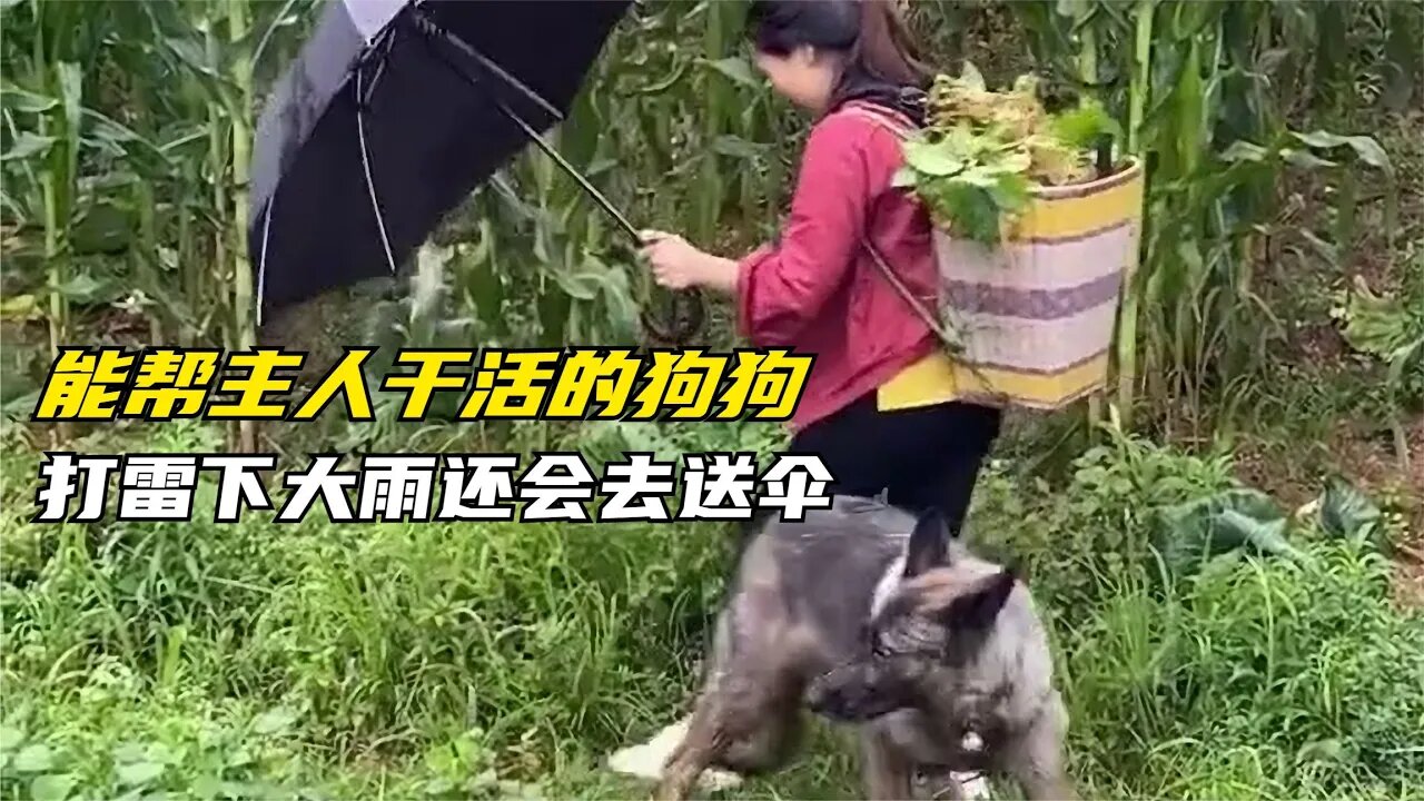 这条狗每天负责看家护院,能帮主人干活,打雷下大雨还会去送伞,吃醋的样子太可爱了