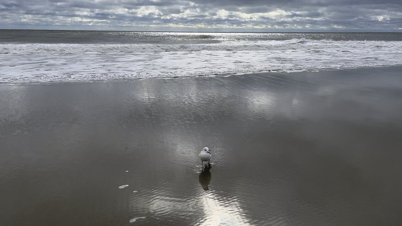 MYRTLE BEACH FRIENDLY SEAGULL