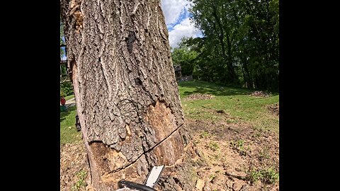 Dropping large oak trunk.