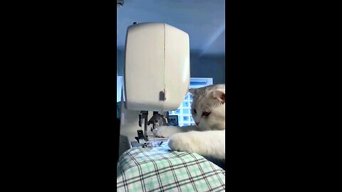 The cat is stiching