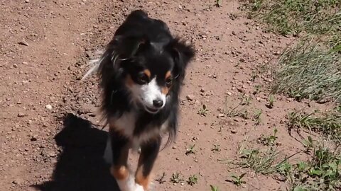 The Great Circle Of Life