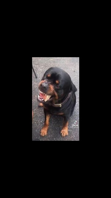 Call me by your name tik tok dogs