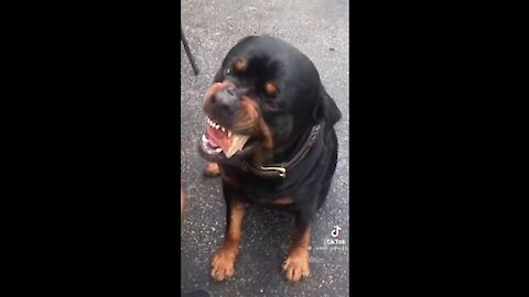 Call me by your name tik tok dogs