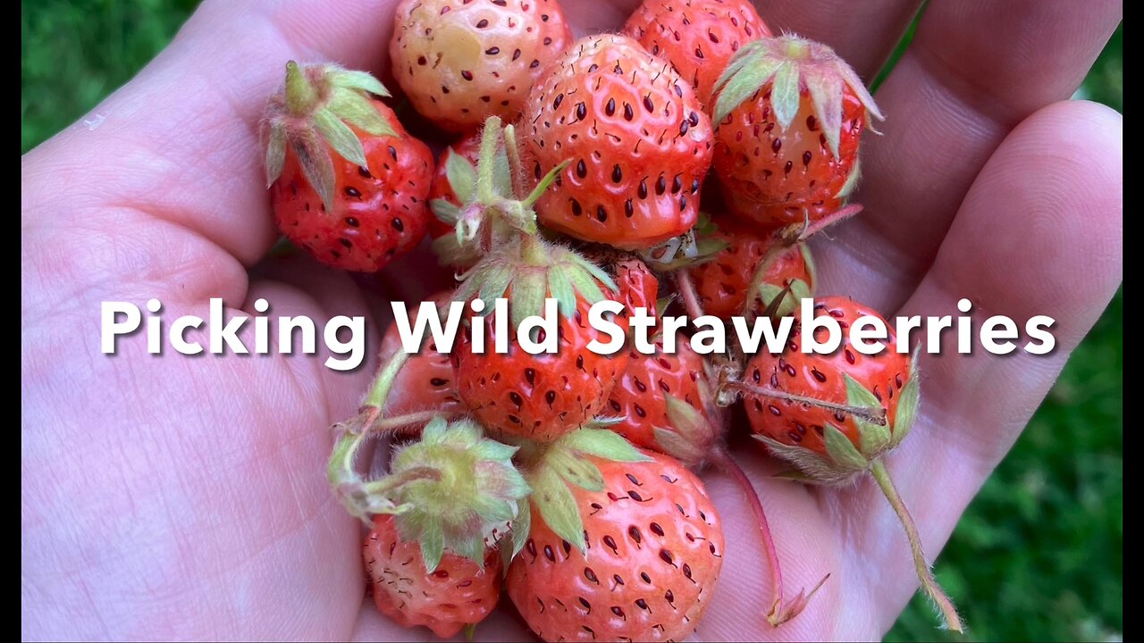 Picking Wild Strawberries 2024 (edited re-upload)