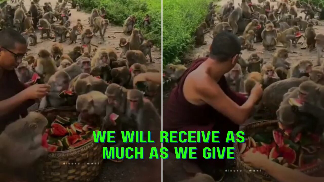 We will receive as much as we give🐕🐒🐤🦢| monkeys | #monkey