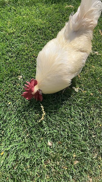 Leghorn and his girls