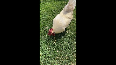 Leghorn and his girls