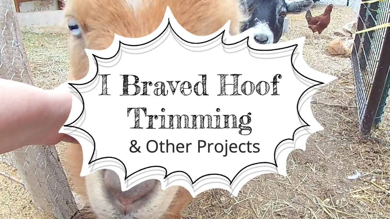 I braved hoof trimming and other projects