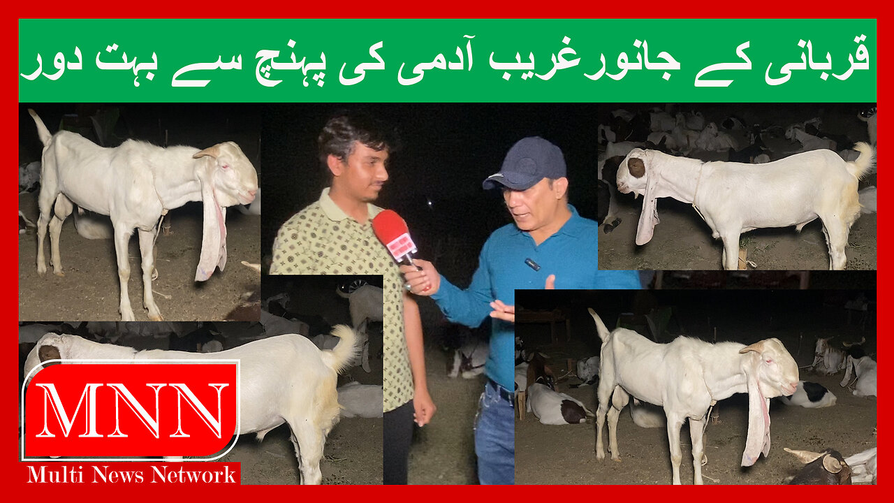 Lahore Bakra Mandi Valancia Town Watch In HD Urdu/Hindi