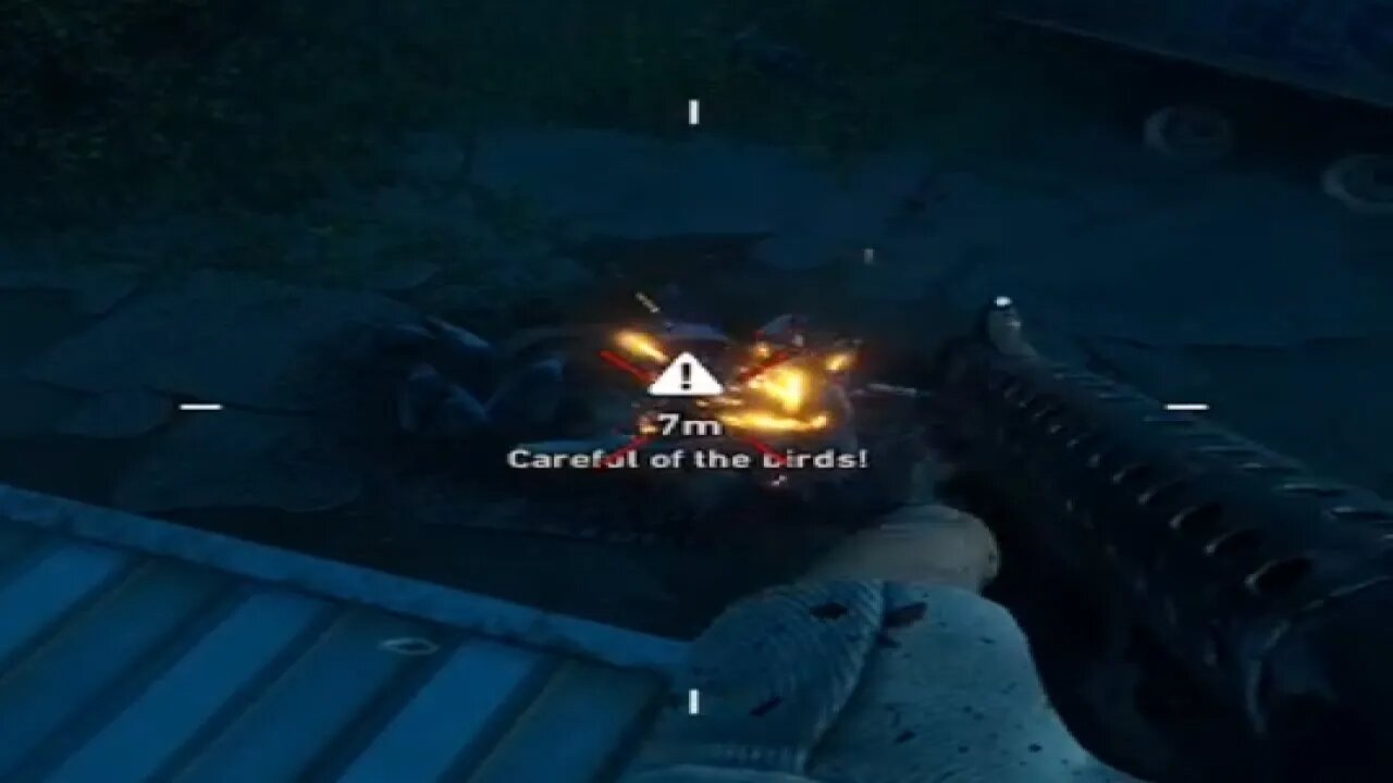 don't shoot the birds