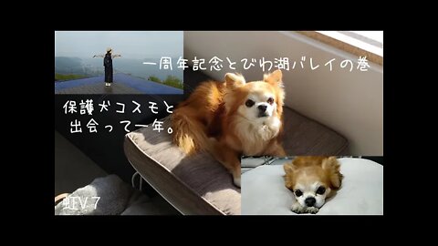 虹V７ コスモしゃんと私の一周年記念♪♪♪コスモしゃんにプレゼントしてみました！後半はびわ湖バレイの映像をお楽しみください。