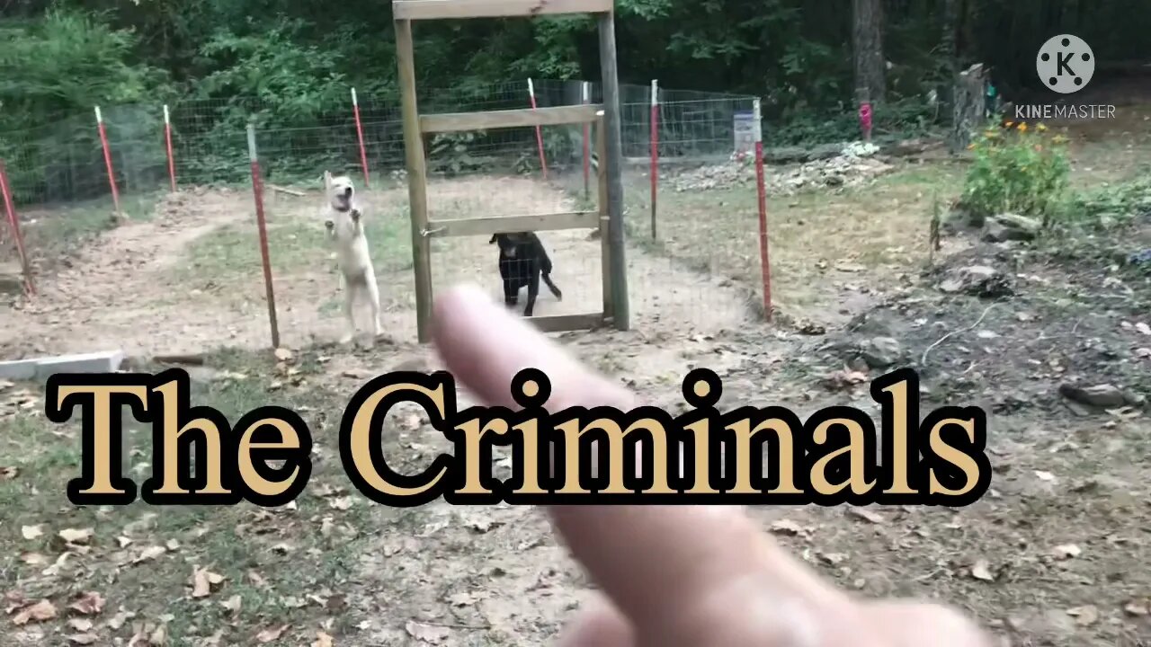 The Criminals