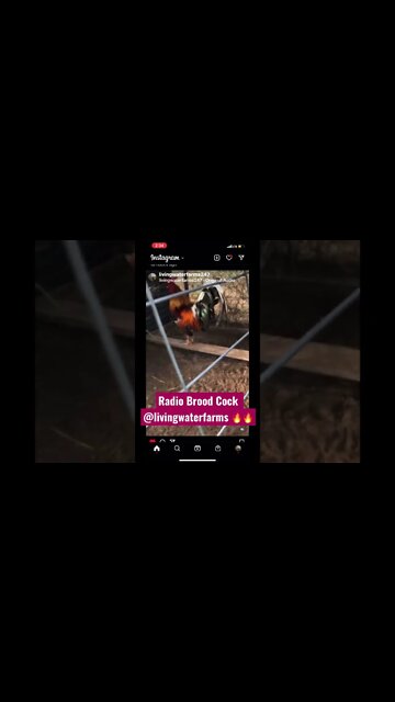 Radio Brood Cock @livingwaterfarms 🔥🔥🔥
