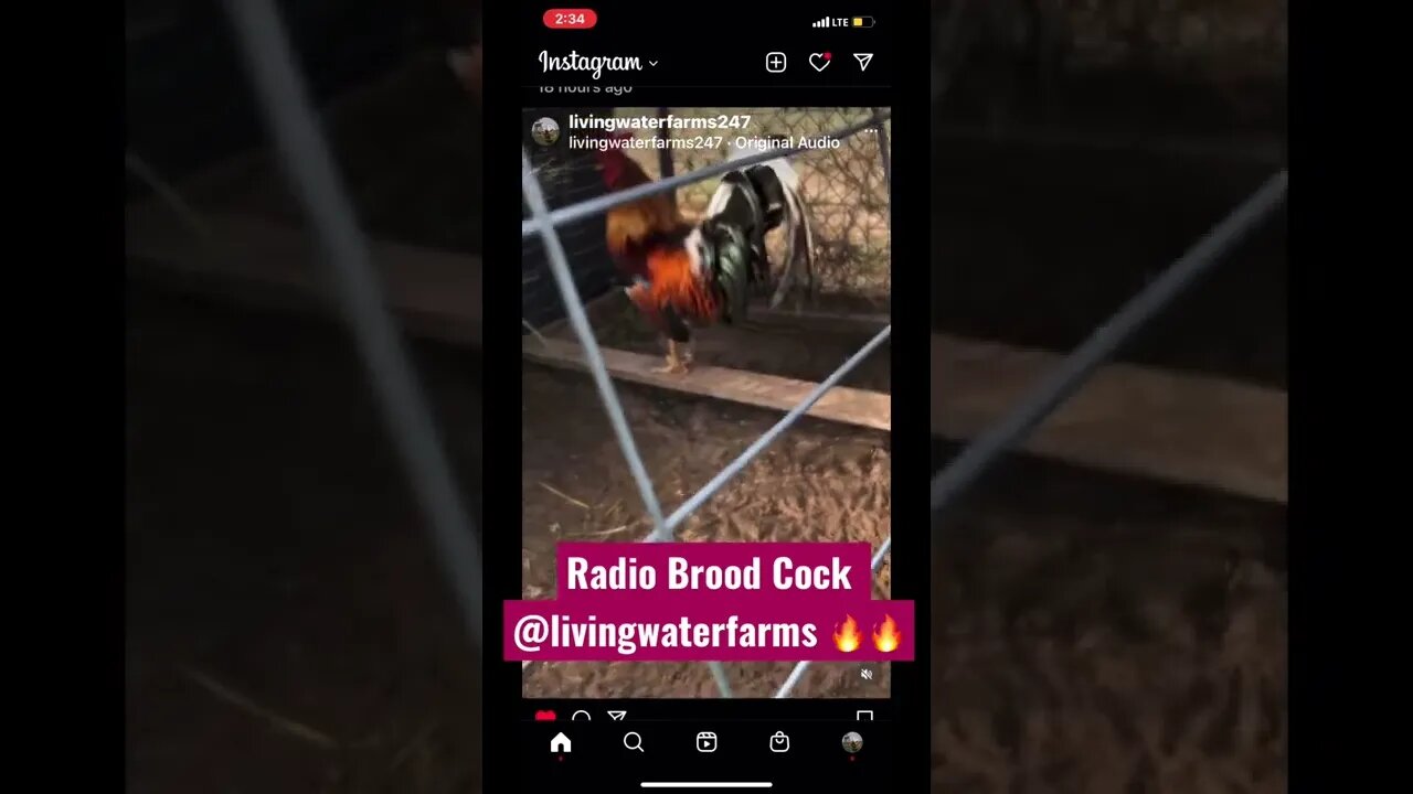 Radio Brood Cock @livingwaterfarms 🔥🔥🔥