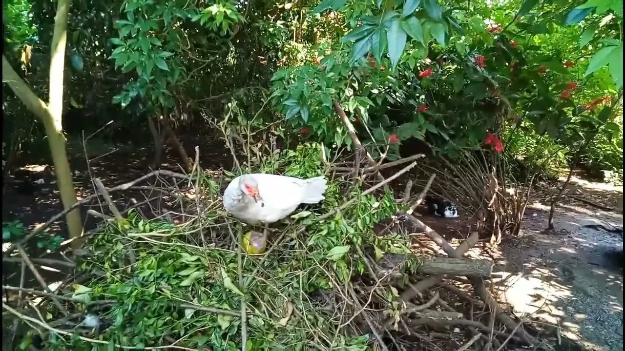 Silver Muscovy duck