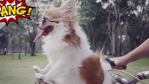 Chihuahua dog with sunglasses on bicycle basket stock video