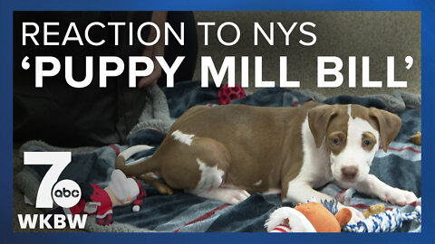 Celebration, disappointment over "puppy mill bill" in Western New York