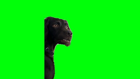 confused dog green screen .