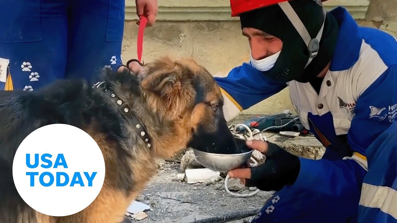 Earthquake rescues: Dogs pulled from rubble in Turkey