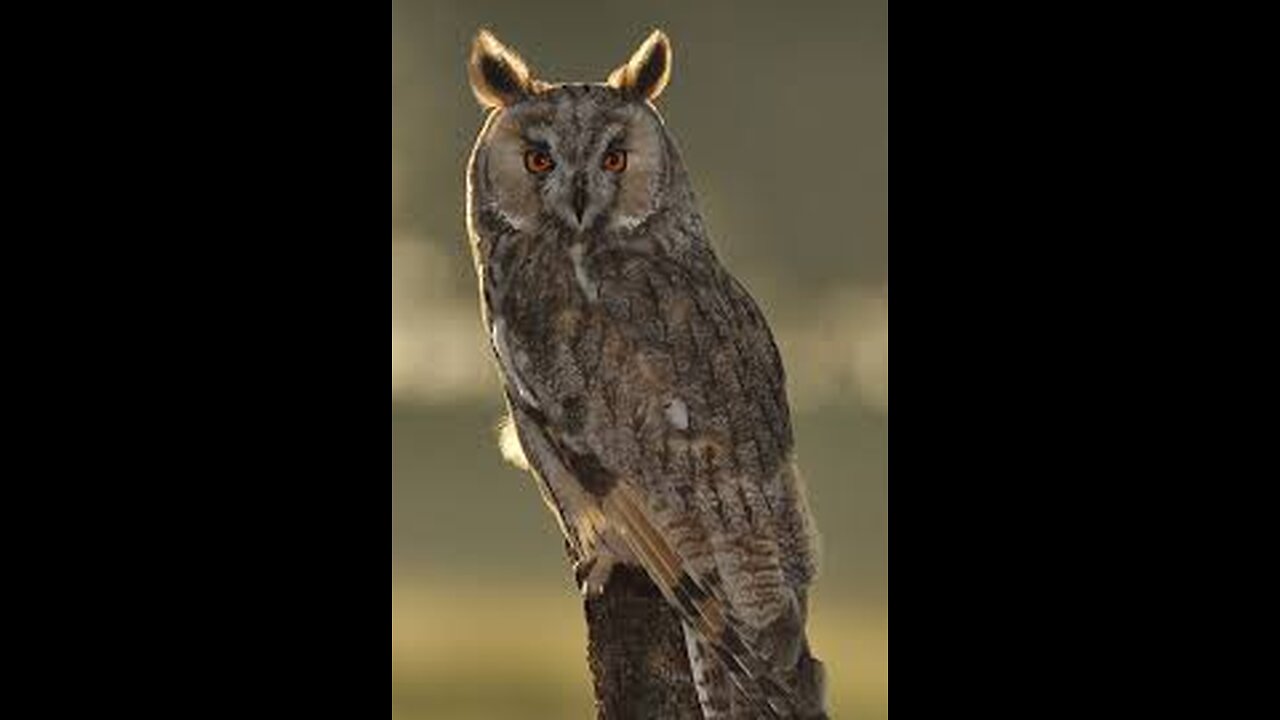 Long_eared_Owl