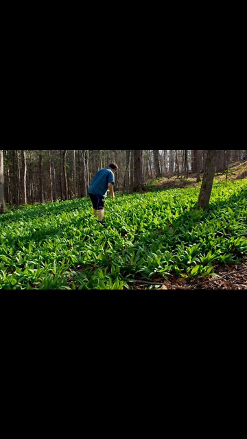How to Sustainably Forage Ramps / Wild Leeks