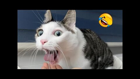 Best Funny Animal Videos Of The 2023 🤣 - Funniest Cats And Dogs Videos 😺😍