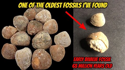 65 Million Year Old Fossil #dinosaur #jurassicworld #jurassicpark #fossil #viral #treasure #old #wow