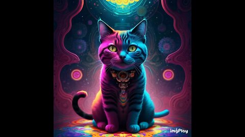 Cute Cat Picture ☯️