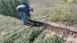 Fazendo Cerca Viva Avelóz pecado pelado