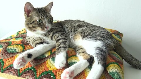 Fluffy Cat Sleeps on His Favorite Pillow