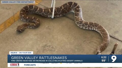 Wildlife Watch: Green Valley Fire Department reporting increase in snake encounters