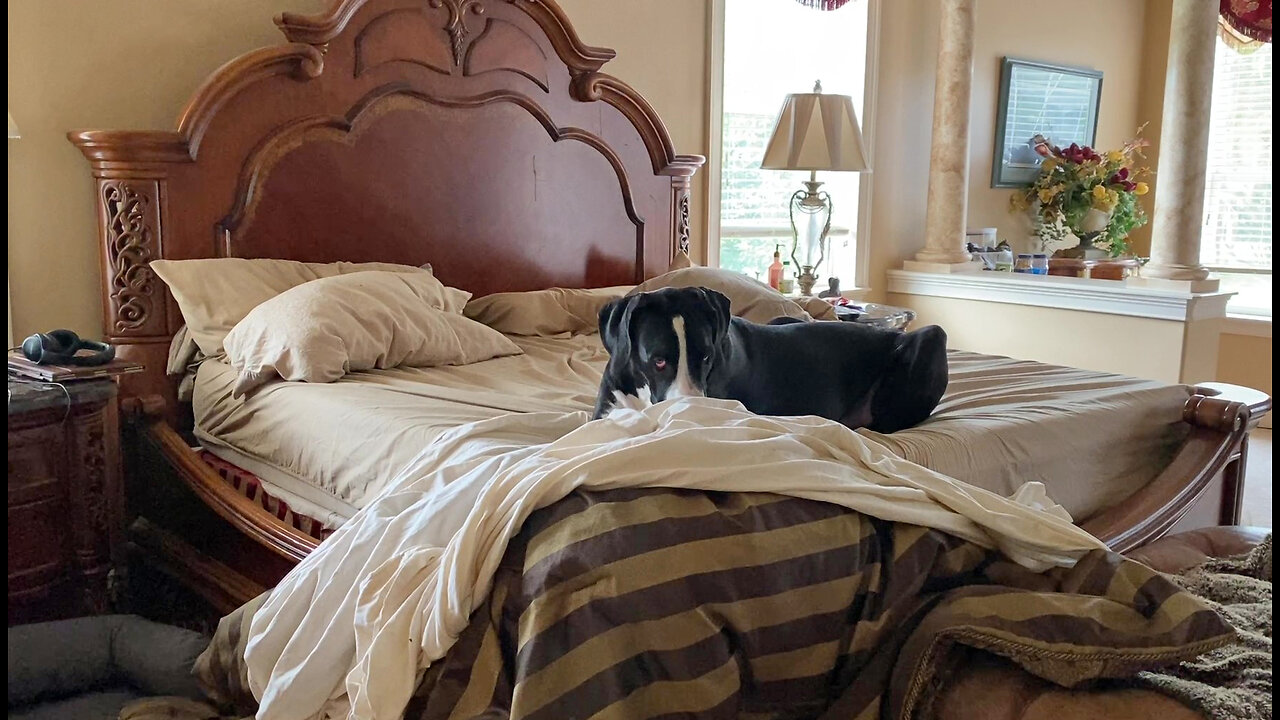 Guilty Great Dane Tries To Look Innocent On The Messy Bed